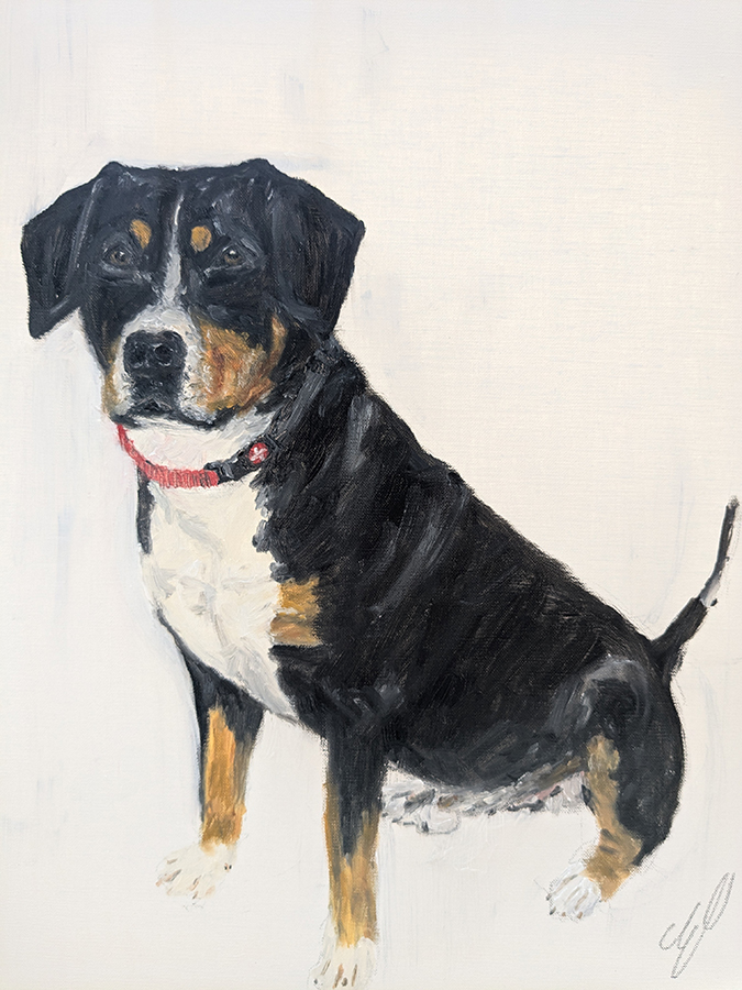 "Rio, le bouvier suisse", huile sur toile, 46X54 cm, septembre 2025
